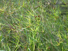 Cyperus vaginatus