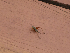 Nisitrus