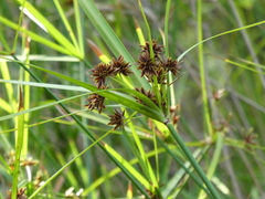 Cyperus vaginatus