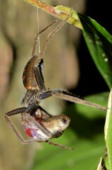 Hyperolius sylvaticus