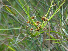 Cyperus vaginatus
