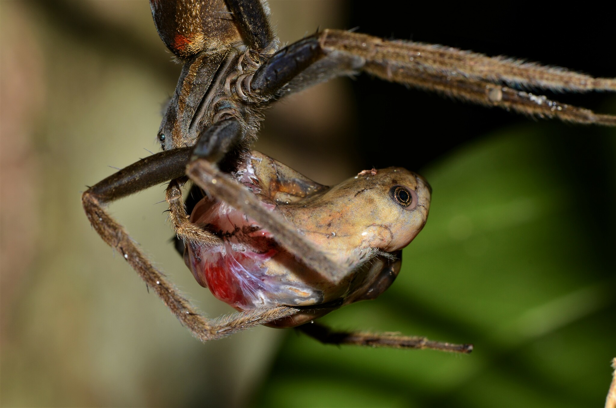 Bobiri Reed Frog photo 5