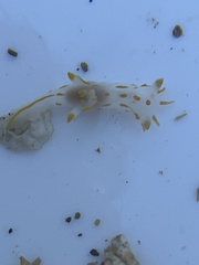 Polycera quadrilineata