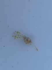 Polycera quadrilineata