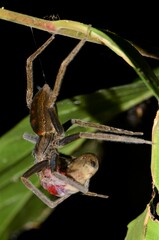 Hyperolius sylvaticus