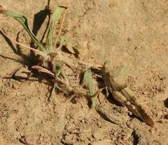 Oedipodinae