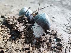 Lyophyllaceae