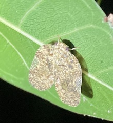 Aprivesa