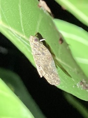 Aprivesa