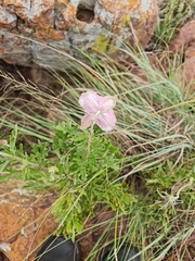 Clematis villosa