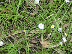 Brachyscome graminea