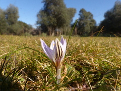 Crocus biflorus