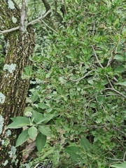 Diospyros lycioides