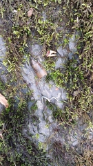 Austropotamobius pallipes