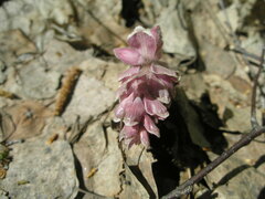 Lathraea squamaria