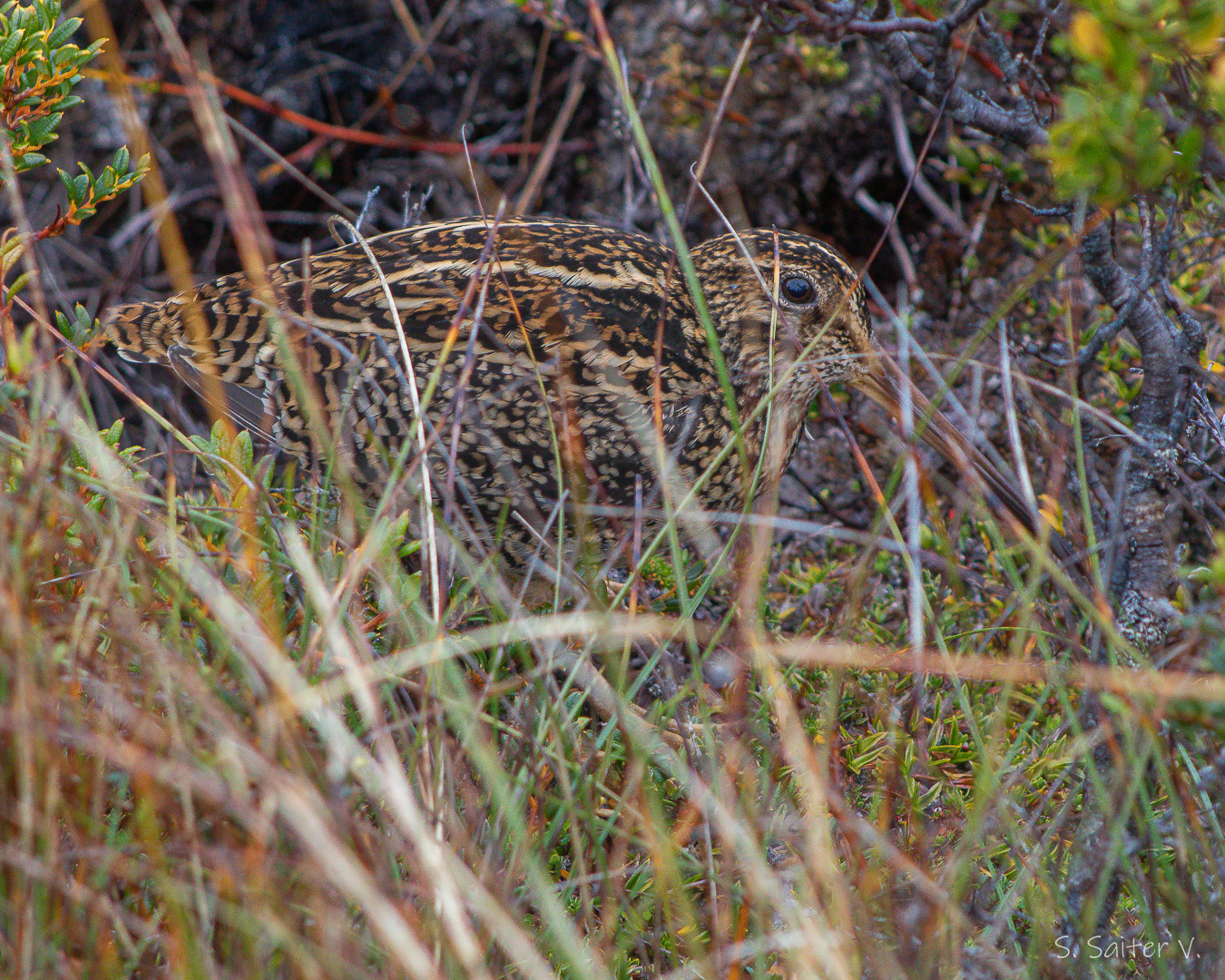 Fuegian Snipe (Gallinago stricklandii), photo 3