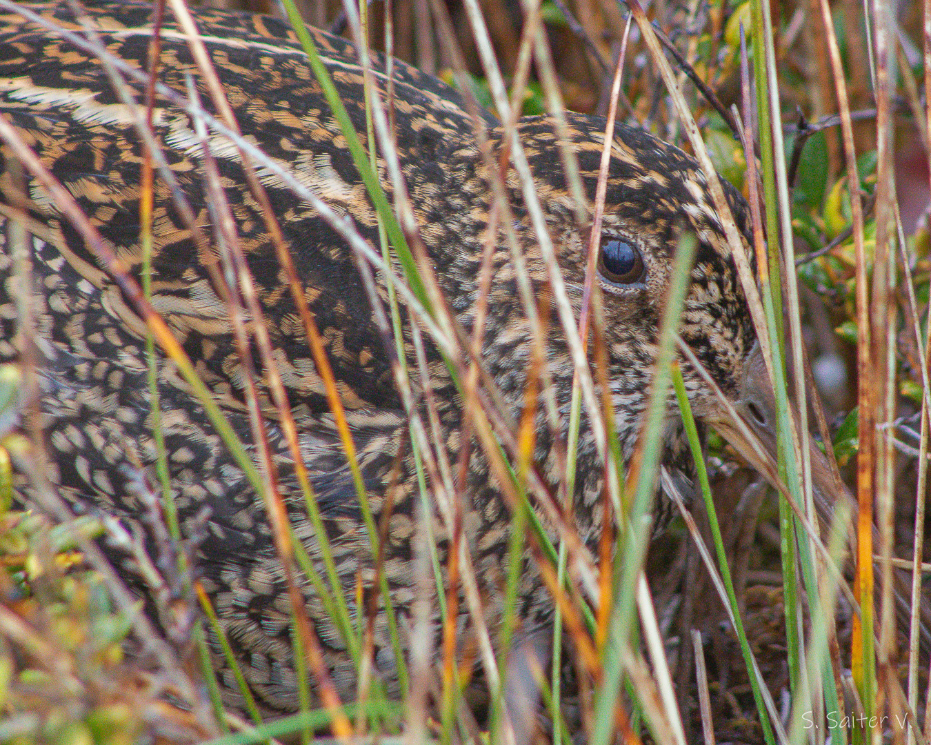Fuegian Snipe (Gallinago stricklandii), photo 4