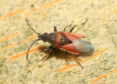 Oxycarenus
