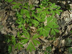 Corydalis intermedia
