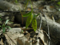 Corydalis intermedia