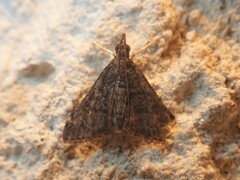 Steniini