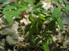 Corydalis intermedia