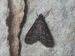 Herpetogramma phaeopteralis