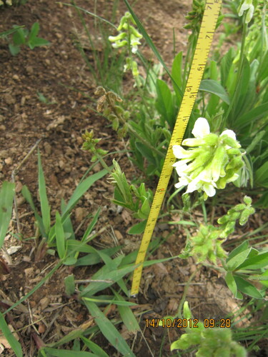 Image of Eriosema kraussianum by no rights reserved