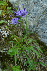 Phyteuma globulariifolium