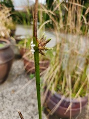 Braconinae
