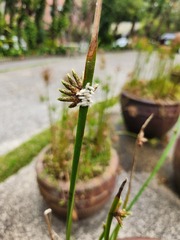 Braconinae