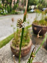 Braconinae