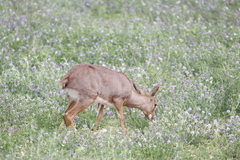 Raphicerus campestris campestris