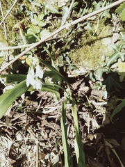 Allium triquetrum