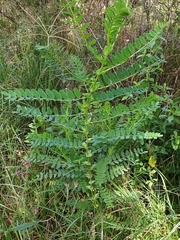 Image of Astragalus atropilosulus