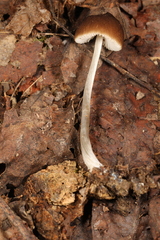 Pluteus nanus