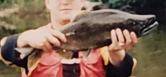 Oncorhynchus gorbuscha