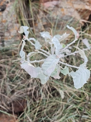 Brachylaena rotundata