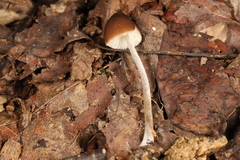 Pluteus nanus