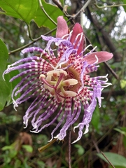 Passiflora cerasina