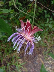 Passiflora cerasina