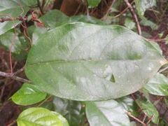 Passiflora cerasina
