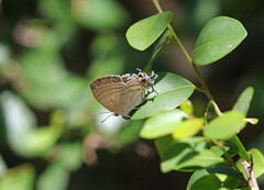 Hypolycaena philippus