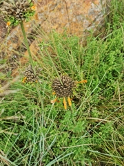 Leonotis ocymifolia