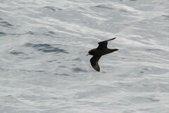 Procellaria aequinoctialis