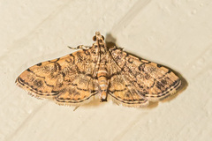 Lamprosema tampiusalis