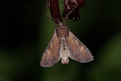 Apamea crenata