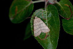 Charanyca trigrammica