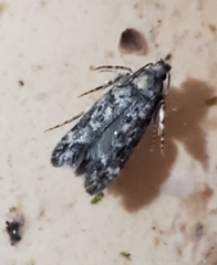 Gelechiinae