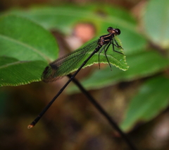 Megapodagrion
